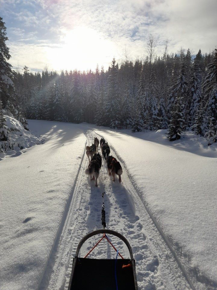 huskysafari